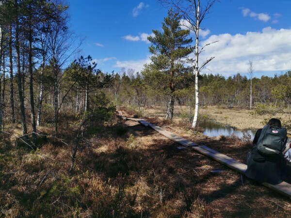 Kangasmetsää ja pitkospuut sekä pitkospuilta luontoa tarkastelemaan kyykistynyt ihminen.