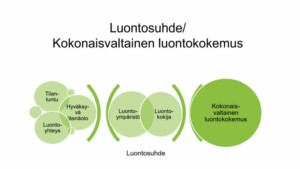 Kaaviokuva. Tilantuntu, luontoyhteys ja hyväksyvä läsnäolo ovat kokonaisvaltaisen luontokokemuksen tekijöitä. Luontoympäristö ja luontokokija muodostavat luontosuhteen. Luontosuhteeseen ja kokonaisvaltaiseen luontokokemukseen liittyvät tekijät ovat yhteydessä toisiinsa.